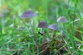 Group wild inedible mushroom mycena vulgaris growing on forest floor.