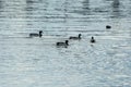 Group wild mallard duck swimming in the river. Birdlife anas platyrhynchos in nature.