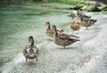 Group of wild mallard ducks on the lake shore Royalty Free Stock Photo