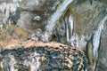 Group of wild monkeys sitting on rock Royalty Free Stock Photo