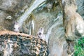 Group of wild monkeys sitting on rock Royalty Free Stock Photo