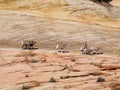 Group of wild Mountain Goats Royalty Free Stock Photo