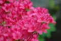 Group of Wild Mountain Pink Azalea Royalty Free Stock Photo