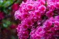 Group Wild Mountain Pink Azalea Royalty Free Stock Photo