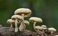 A group of Wild mushrooms growing in a rain forest Royalty Free Stock Photo