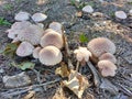 Group Of Wild Mushrooms