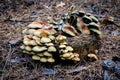 Group of wild mushrooms on wooden stump Royalty Free Stock Photo