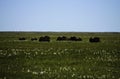 Group of wild Musk Ox