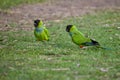 group of wild nanday parakeet (Aratinga nenday) on the ground