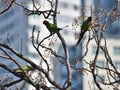 group of wild nanday parakeet (Aratinga nenday) in a tree against a skyscraper of Puerto Madero