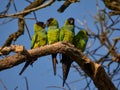 group of wild nanday parakeet (Aratinga nenday) in a tree