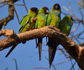 group of wild nanday parakeet (Aratinga nenday) in a tree