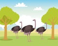 Group of wild ostriches animals in the field