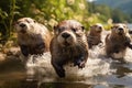 a Group of Wild Otters Running in River Water Quickly Avoiding Enemies on a Bright Day Royalty Free Stock Photo