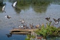 Group of wild pigeons drink fresh water from a river on a wooden footbridge, some birds fly, quiet and peaceful morning Royalty Free Stock Photo