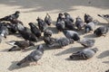 Group of wild pigeons - Front view