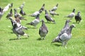 A group of wild pigeons.