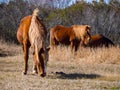 Assateague Ponies Grazing in Grass Royalty Free Stock Photo