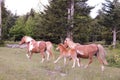 A group of wild ponies at Grayson Highlands State Park, Mouth of Wilson, Virginia Royalty Free Stock Photo