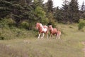A group of wild ponies at Grayson Highlands State Park, Mouth of Wilson, Virginia Royalty Free Stock Photo