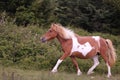 A group of wild ponies at Grayson Highlands State Park, Mouth of Wilson, Virginia Royalty Free Stock Photo