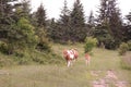 A group of wild ponies at Grayson Highlands State Park, Mouth of Wilson, Virginia Royalty Free Stock Photo