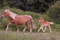 A group of wild ponies at Grayson Highlands State Park, Mouth of Wilson, Virginia Royalty Free Stock Photo