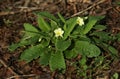 A group of pretty Wild Primrose, Primula vulgaris, plants growing in woodland in the UK.