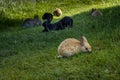 Wild rabbits grazing on grass in the park. Royalty Free Stock Photo