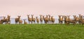 Group of wild deer standing on hill in New Zealand Royalty Free Stock Photo