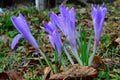 A group of wild saffron Royalty Free Stock Photo