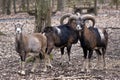 Group of Wild Sheep Royalty Free Stock Photo