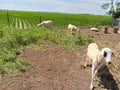 A group of wild sheep eating grass in a field