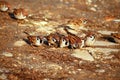 Group of Wild Sparrows