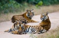 Group of wild tigers on the road. India. Bandhavgarh National Park. Madhya Pradesh.