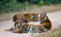 Group of wild tigers on the road. India. Bandhavgarh National Park. Madhya Pradesh.