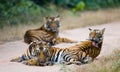 Group of wild tigers on the road. India. Bandhavgarh National Park. Madhya Pradesh.