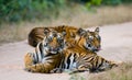 Group of wild tigers on the road. India. Bandhavgarh National Park. Madhya Pradesh.