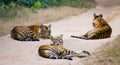 Group of wild tigers on the road. India. Bandhavgarh National Park. Madhya Pradesh.