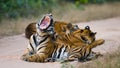 Group of wild tigers on the road. India. Bandhavgarh National Park. Madhya Pradesh.