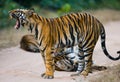 Group of wild tigers on the road. India. Bandhavgarh National Park. Madhya Pradesh.