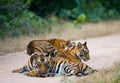 Group of wild tigers on the road. India. Bandhavgarh National Park. Madhya Pradesh.