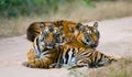 Group of wild tigers on the road. India. Bandhavgarh National Park. Madhya Pradesh.