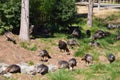 Group of wild turkeys Royalty Free Stock Photo