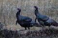 Group of wild turkeys standing in front of a wire fence Royalty Free Stock Photo