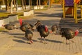 A group of wild turkeys strutting in the spring mating season. Royalty Free Stock Photo