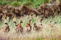 Wild vultures in the nature