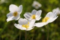 Group of wild white anemones in meadow