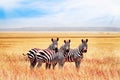 Group of wild zebras in the African savanna against the beautiful blue sky with clouds. Wildlife of Africa. Tanzania. Royalty Free Stock Photo