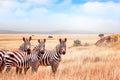 Group of wild zebras in the African savanna against the beautiful blue sky with clouds. Wildlife of Africa. Tanzania. Royalty Free Stock Photo